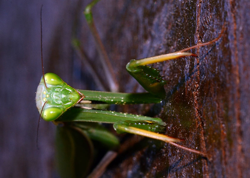 Mantis religiosa ?